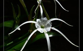 文殊兰哪个品种价格最高？