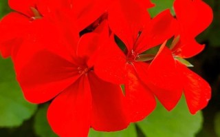 天竺葵最珍贵品种是哪个？