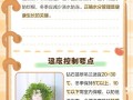 钻石翡翠植物怎么养才爆盆？