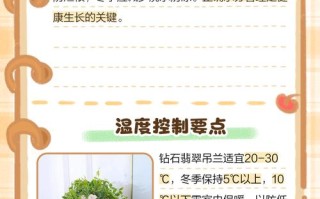 钻石翡翠植物怎么养才爆盆？