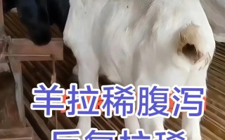 羊反复拉稀怎么办？