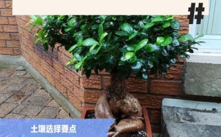 榕树盆栽如何养护才茂盛？