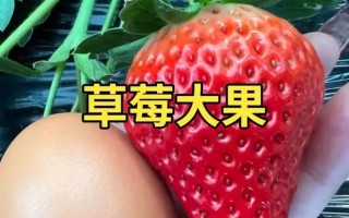 草莓膨果最有效的方法