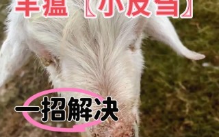 羊口蹄疫怎么治？有啥特效药吗？