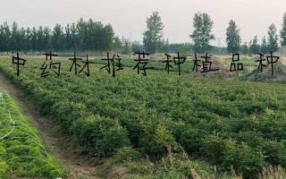 泸州药材种植有哪些主要品种及种植面积多大？