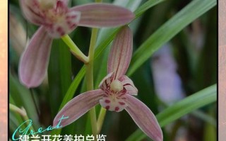 建兰怎么养？注意事项有哪些？