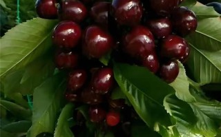 什么样樱桃品种最优良