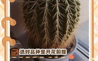 仙人球怎么快速生长？