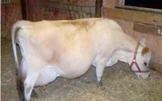 世界上最好的奶牛品种是哪个？