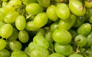 无核白葡萄品种有哪些？