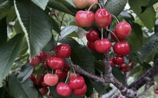 哪些樱桃品种最早熟？