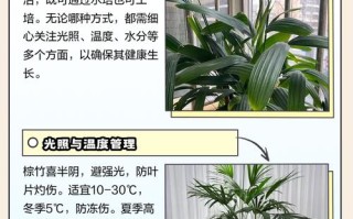 棕竹养植方法有哪些关键要点？