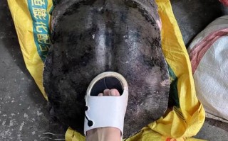 山瑞鳖适合什么地方养殖