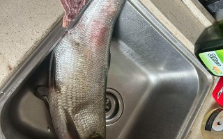 哪个品种的翘嘴长得快