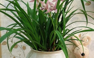 1万以上兰花品种图片，有哪些珍稀罕见？