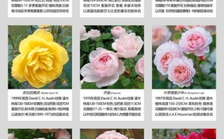 月季好种品种有哪些？