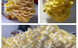 金针菇有哪些常见栽培品种？