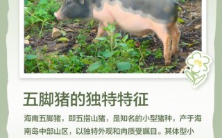 海南五脚猪如何独特饲养？
