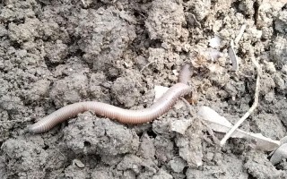 为何有的蚯蚓品种体型偏小？