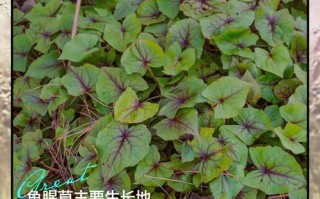 浙江鱼腥草根的种植方法