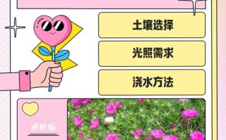 太阳花的养殖方法怎么养