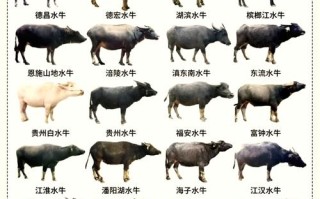 常见牛品种有哪些？