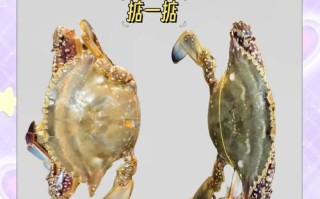 梭子蟹养殖方法有哪些关键步骤？