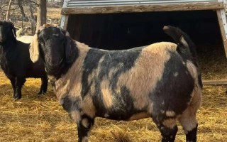 南方适合养什么山羊品种？