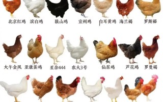 中国标准品种鸡有哪些？