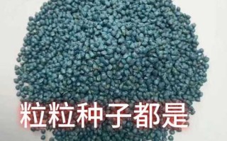 菠菜杂交种子如何高效加工？