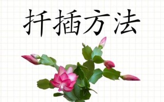 蟹爪兰扦插怎么操作？图片步骤详解