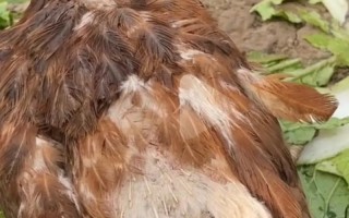 鸡有线虫怎么治？方法有哪些？