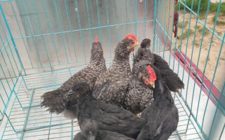 绿壳乌鸡下蛋量多吗？