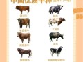 育肥牛选什么品种好？