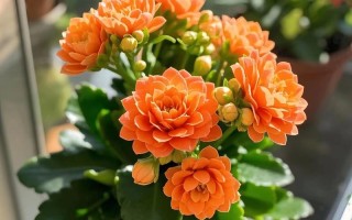 哪些花好看又好养？