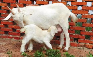 羊养殖技术与方法有哪些关键要点？