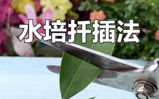茶花扦插生根最快方法是什么？