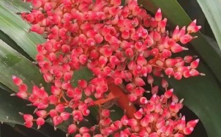 红色花品种有哪些？