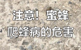 蜜蜂爬蜂病怎么防治？