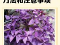 紫叶酢浆草怎么繁殖？图解方法有哪些？
