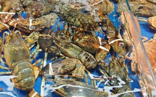 沈阳水产品龙虾批发市场在哪？价格多少？