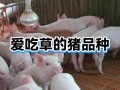 哪些猪品种是吃草的？