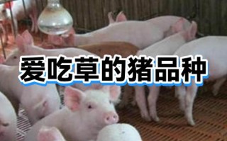 哪些猪品种是吃草的？