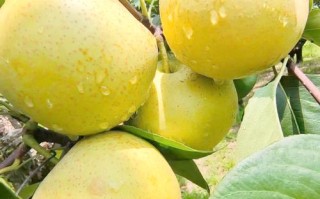 皇冠梨是什么品种的梨