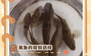 养殖黑鱼喂什么饲料好
