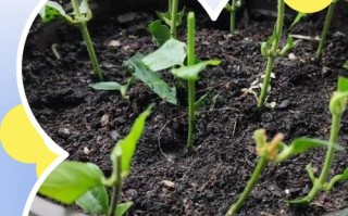 金樱子扦插生根最快方法