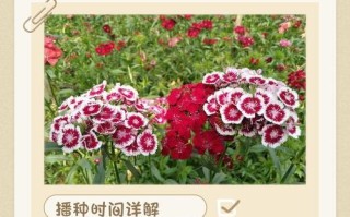 背地石竹扦插步骤方法有哪些？