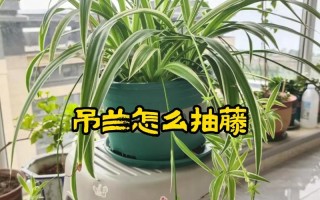 吊兰怎么养？浇水有哪些讲究？