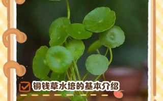 冬天水培铜钱草怎么养才好？