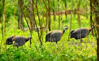珍珠鸡吃什么饲料